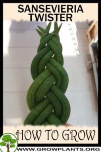 How to grow Sansevieria Twister