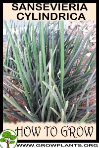 How to grow Sansevieria cylindrica
