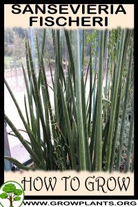 How to grow Sansevieria fischeri