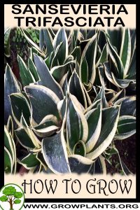 How to grow Sansevieria trifasciata
