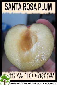 How to grow Santa rosa plum