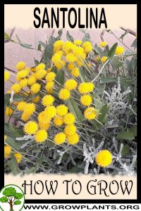 How to grow Santolina