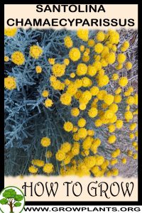 How to grow Santolina chamaecyparissus