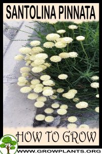 How to grow Santolina pinnata