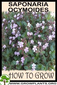 How to grow Saponaria ocymoides