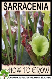 How to grow Sarracenia