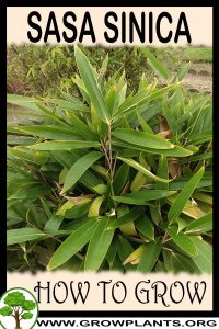 How to grow Sasa sinica