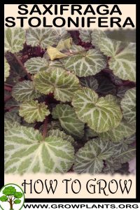 How to grow Saxifraga stolonifera