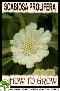How to grow Scabiosa prolifera