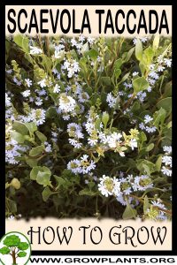 How to grow Scaevola taccada