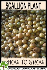 How to grow Scallion