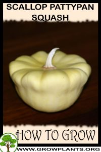 How to grow Scallop pattypan squash
