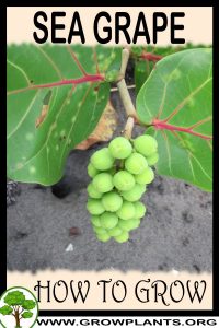 How to grow Sea grape