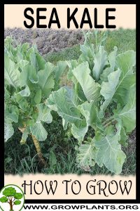 How to grow Sea kale