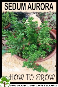 How to grow Sedum aurora