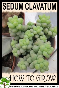 How to grow Sedum clavatum