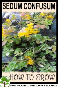 How to grow Sedum confusum