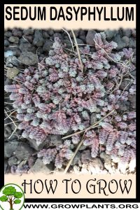 How to grow Sedum dasyphyllum