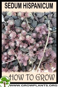 How to grow Sedum hispanicum
