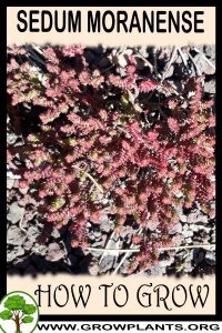 How to grow Sedum moranense