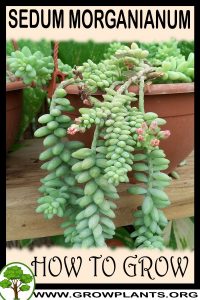 How to grow Sedum morganianum