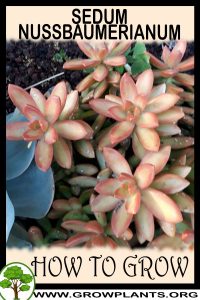 How to grow Sedum nussbaumerianum