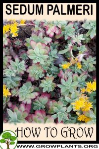 How to grow Sedum palmeri