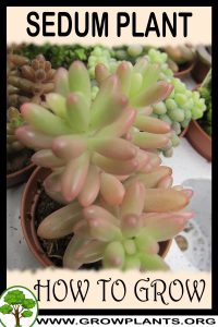 How to grow Sedum plant