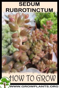 How to grow Sedum rubrotinctum