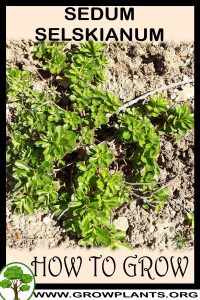 How to grow Sedum selskianum