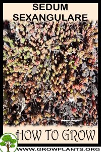 How to grow Sedum sexangulare