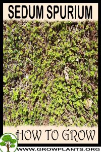 How to grow Sedum spurium