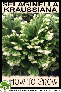 How to grow Selaginella kraussiana
