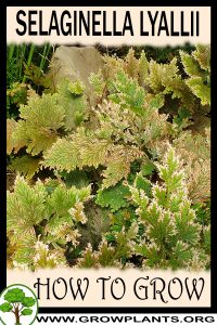 How to grow Selaginella lyallii