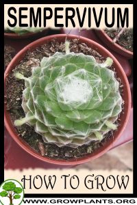 How to grow Sempervivum