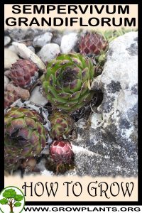 How to grow Sempervivum grandiflorum
