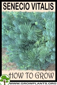 How to grow Senecio vitalis
