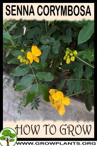 How to grow Senna corymbosa
