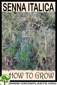 How to grow Senna italica