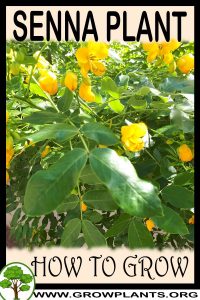 How to grow Senna plant