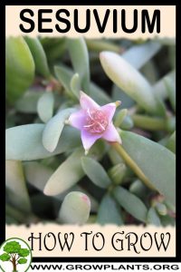 How to grow Sesuvium
