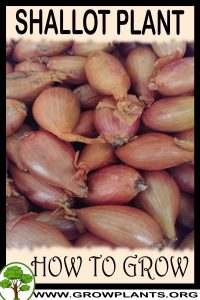 How to grow Shallot