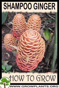 How to grow Shampoo Ginger