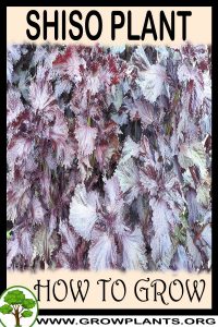 How to grow Shiso plant
