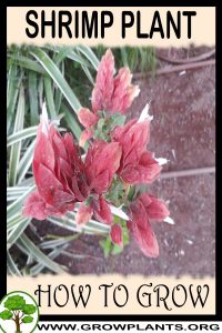 How to grow Shrimp plant