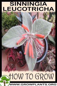 How to grow Sinningia leucotricha