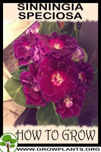 How to grow Sinningia speciosa
