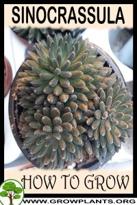 How to grow Sinocrassula