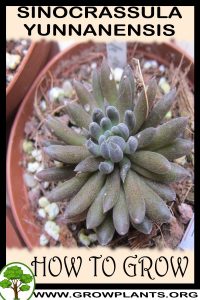 How to grow Sinocrassula yunnanensis