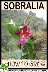 How to grow Sobralia
